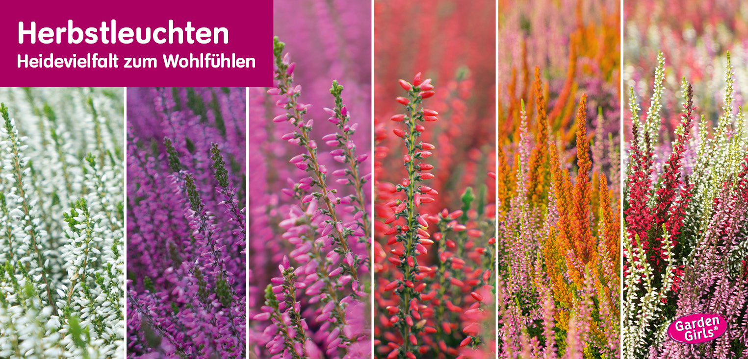 Blumen Risse Blumenmarkt Raunheim