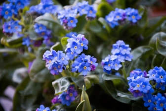 Blumenladen in Schömberg - Blumenlädle Öhlschläger