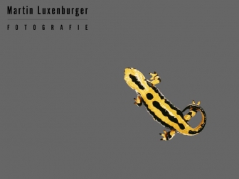 http://luxenburger.de